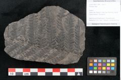 Foto (Objekt + Etikett) von Plantae indet.  (NHMW-GEO-2024-0188-11186)
